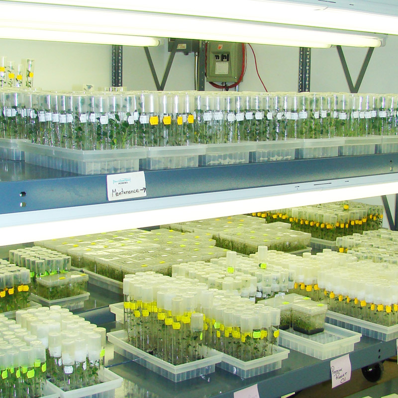 gallery_4 Vials of labeled potato testing samples PEIPQI