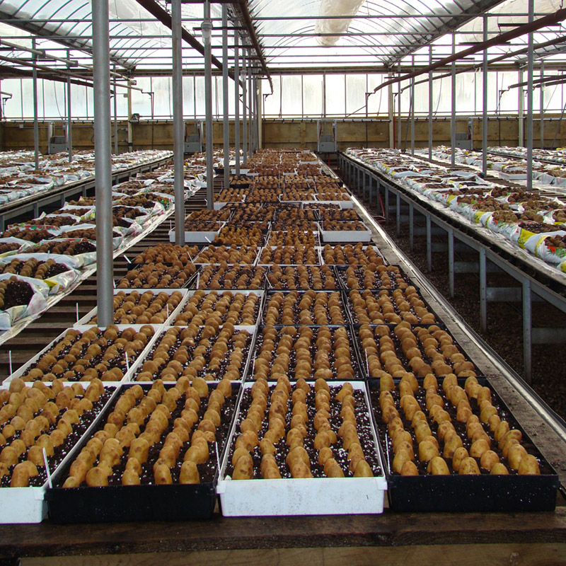 gallery_5 Greenhouse filled with bins of sprouting seed potatoes in dirt