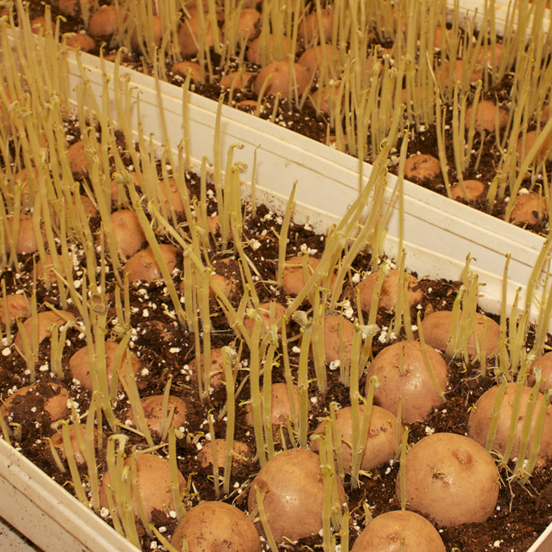 gallery_6 Bins of sprouting seed potatoes in dirt at PEIPQI